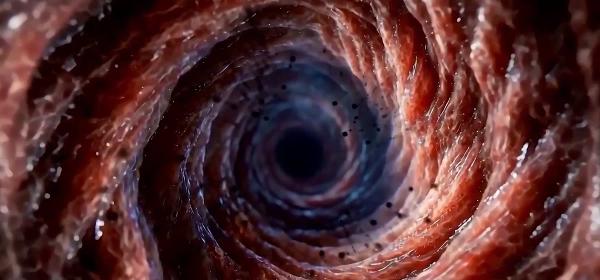 A close-up looking down a human airway.